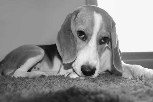 Retrato de cão jovem da raça de Beagle — Fotografia de Stock