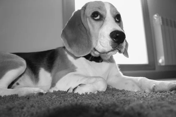 Portrait of young dog of Beagle breed — Stock Photo, Image