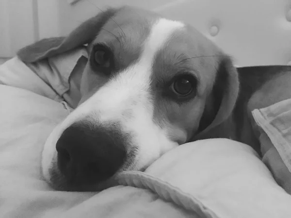 Porträtt av ung hund av Beagle rasen — Stockfoto