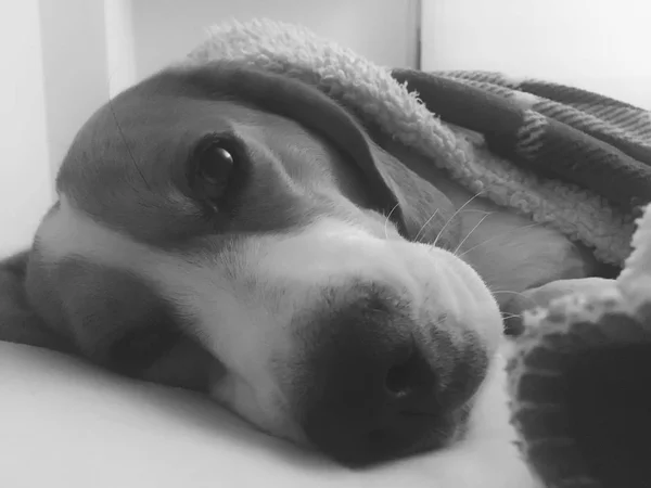 Portrait of young dog of Beagle breed — Stock Photo, Image