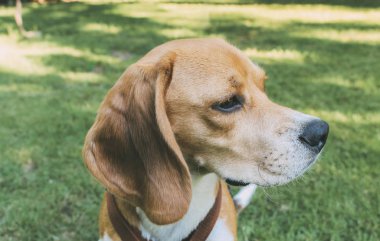 Beagle 'ın portresi bir g' nin üzerinde sessizce dinlenen bir köpek.