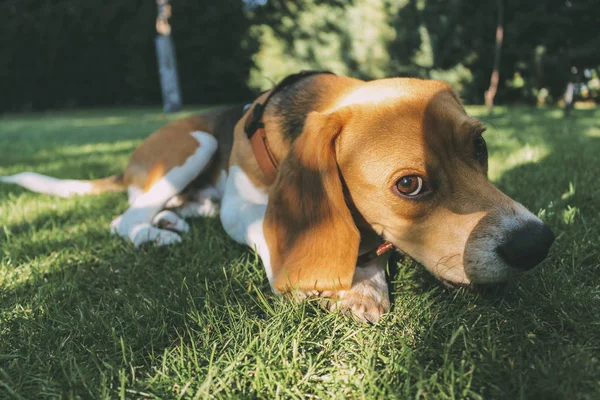 Μπιγκλ σκυλί φυλής αναπαύεται ήσυχα στο γρασίδι ενός κήπου στον ήλιο — Φωτογραφία Αρχείου
