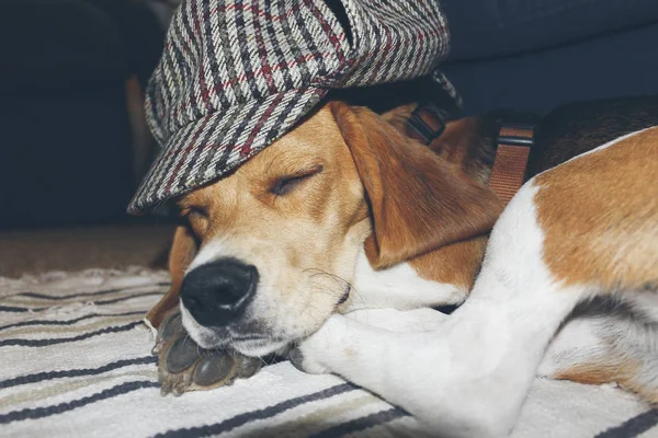 Joven Beagle durmiendo en una alfombra, con un Britis divertido y clásico — Foto de Stock