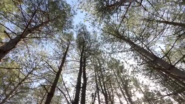 Rundblick Auf Die Gipfel Eines Von Der Sonne Gebadeten Kiefernwaldes — Stockvideo