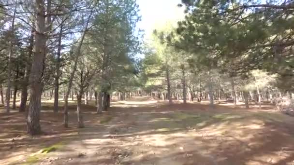 Bonito Sendero Por Interior Bosque Pinos Durante Día Soleado — Vídeos de Stock