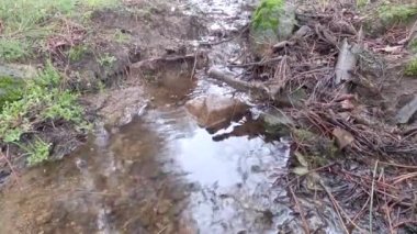 Small creek flowing down the side of a pine forest during a wet winter day, 4k