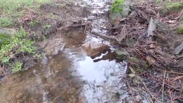 Petit ruisseau coulant le long d'une forêt de pins lors d'une journée d'hiver humide, 4k 