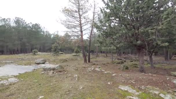 360 Slowmotion View Clearing Pine Forest Wet Gray Winter Day — Stock Video