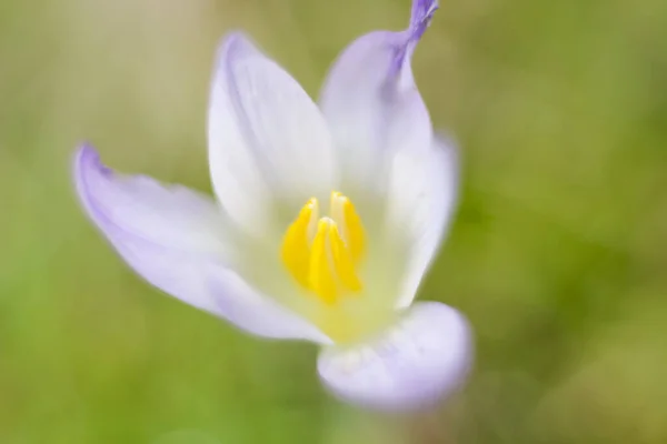 Makrofotografia Ostrokrzewu Dzikiego Kwiatu Pełnego Kolorów Zwanego Dywanem Krokusowym Ostrość — Zdjęcie stockowe