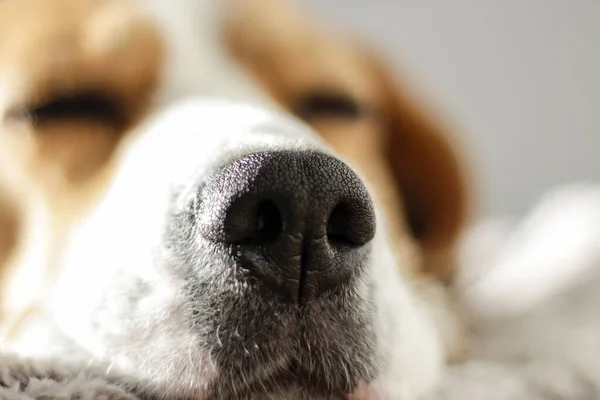 Detalhe Nariz Jovem Beagle Tricolor Enquanto Dorme Foco Seletivo — Fotografia de Stock