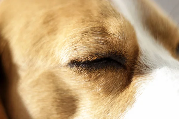 Detalj Ögat Tricolor Ung Beagle Medan Sover Selektiv Fokus — Stockfoto