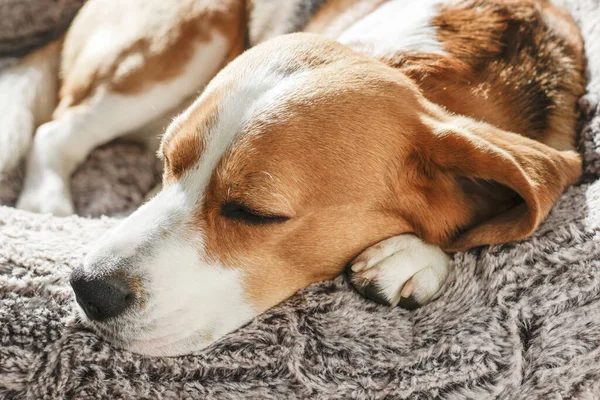 Junger Tricolor Beagle Schlafend Seinem Korb Selektiver Fokus — Stockfoto