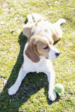 Genç üç renkli av köpeği, güneşli bir günde çimlerin üzerinde topuyla oynadıktan sonra dinleniyor.