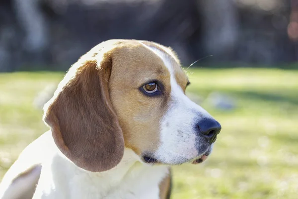 Retrato Jovem Beagle Tricolor Deitado Grama Observando Atentamente — Fotografia de Stock