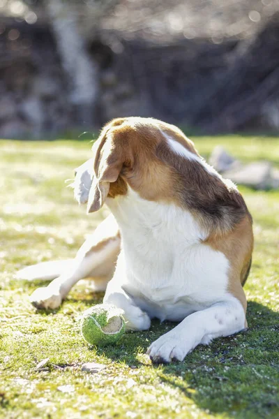 Jovem Beagle Tricolor Deitado Grama Assistindo Atentamente Lado Sua Bola — Fotografia de Stock