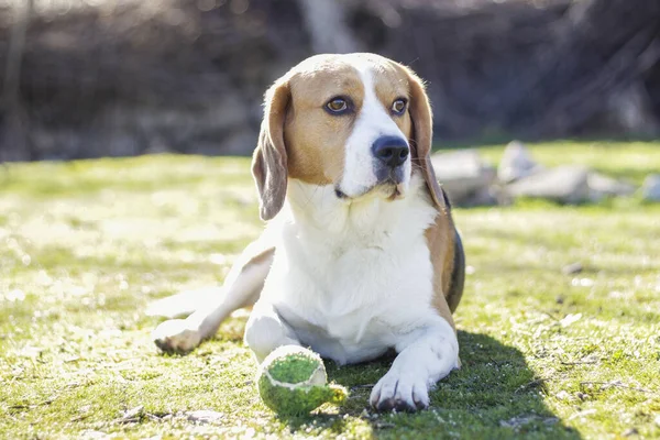 Ung Tricolor Beagle Ligger Gräset Och Tittar Uppmärksamt Bredvid Sin — Stockfoto