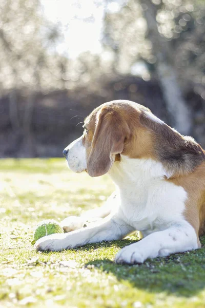 Ung Tricolor Beagle Ligger Gräset Och Tittar Uppmärksamt Bredvid Sin — Stockfoto
