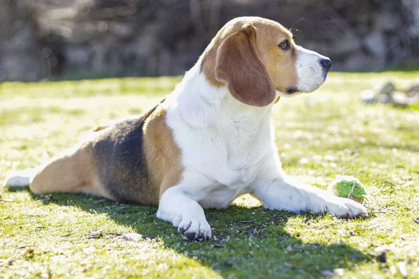 Ung Tricolor Beagle Ligger Gräset Och Tittar Uppmärksamt Bredvid Sin — Stockfoto