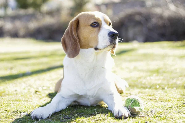 Jovem Beagle Tricolor Deitado Grama Assistindo Atentamente Lado Sua Bola — Fotografia de Stock