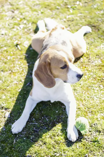 Ung Tricolor Beagle Vilar Gräset Solig Dag Bredvid Sin Boll — Stockfoto