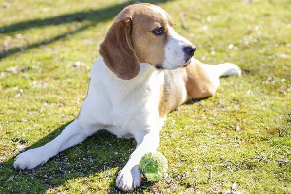 Ung Tricolor Beagle Vilar Gräset Solig Dag Bredvid Sin Boll — Stockfoto