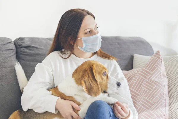 Kanepesinde oturan kahverengi saçlı genç bir kadın. Virüsün yayılmasına karşı önlem olarak tıbbi maske takıyor. Köpeği Beagle, Coronavirus, COVID-19, seçici odaklı.
