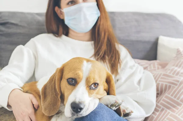 Kanepesinde oturan kahverengi saçlı genç bir kadın. Virüsün yayılmasına karşı önlem olarak tıbbi maske takıyor. Köpeği Beagle, Coronavirus, COVID-19, seçici odaklı.