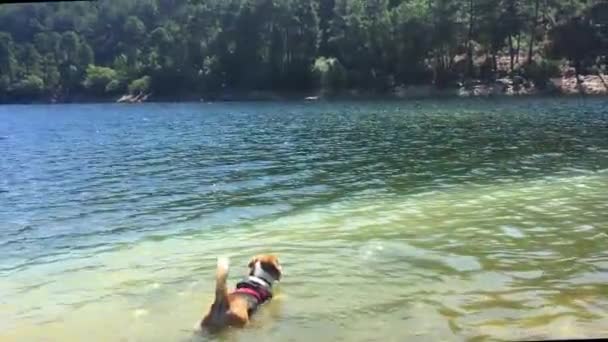 Ung Tricolor Hund Rasen Beagle Komma Vattnet Sjö Och Simma — Stockvideo