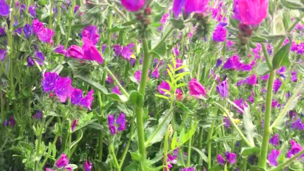 Fleurs Sauvages Une Belle Couleur Violette Pleines Vie Couleur Dans — Video