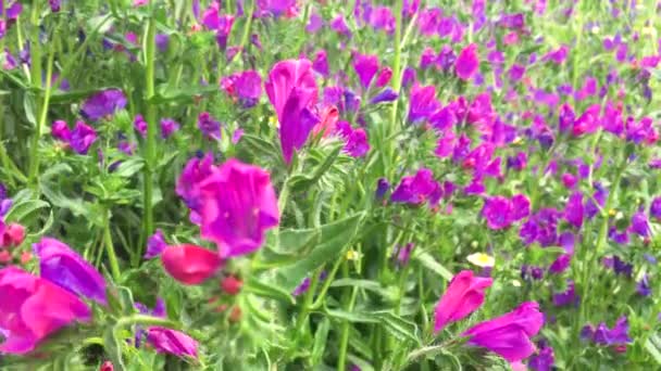 Άγρια Λουλούδια Ωραίο Βιολετί Χρώμα Γεμάτα Ζωή Και Χρώμα Στο — Αρχείο Βίντεο