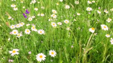 Güzel, vahşi papatyalar, tarlada hayat ve renk dolu, baharda, 4K