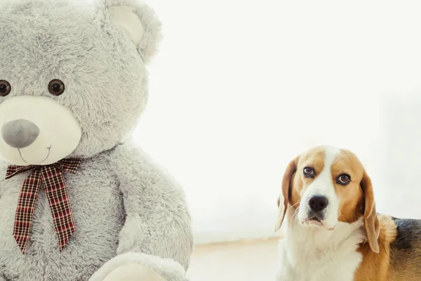 Junger Tricolor Hund Der Rasse Beagle Entspannt Neben Einem Teddybär — Stockfoto