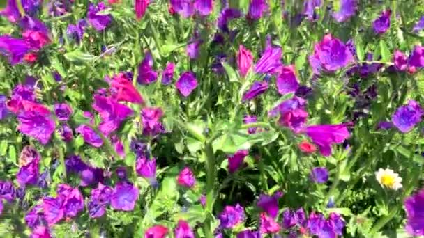 在绿色的植物中 在雏菊的旁边 是五彩缤纷的紫色野花 — 图库视频影像