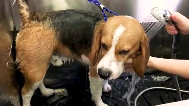 Young Tricolor Dog Breed Beagle Bathing Large Bathtub Dog Grooming — Stock Video