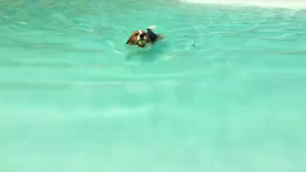 小三色狗 小猎犬 捡完球后 在碧绿的水里游泳 嘴里衔着球 — 图库视频影像