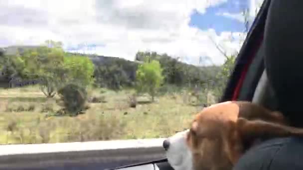 在一次旅行中 一只来自小猎犬的三色犬从车窗探出头来 — 图库视频影像