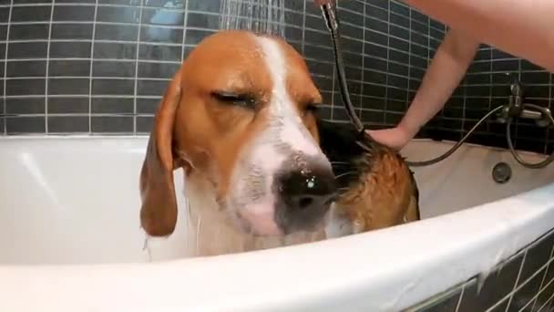 Mujer Bañando Joven Perro Beagle Tricolor Bañera Casa Primer Plano — Vídeo de stock