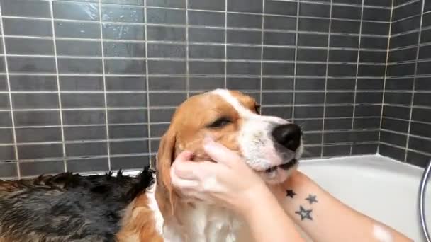 Jonge Vrouw Zepen Het Hoofd Van Haar Driekleurige Beagle Hond — Stockvideo