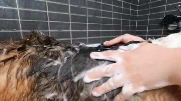 Kvinna Tvåla Kroppen Hennes Tricolor Beagle Hund Badkaret Hemma För — Stockvideo