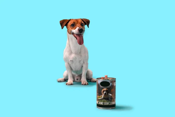 Posłuszny Psie Jack Russell Czeka Rozkaz Jedzenia Siedzi Patrzy Ulubione — Zdjęcie stockowe