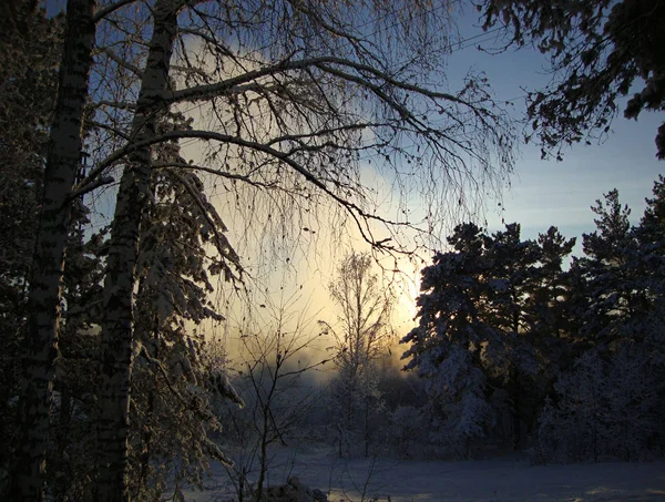 Západ slunce v zimním lese — Stock fotografie