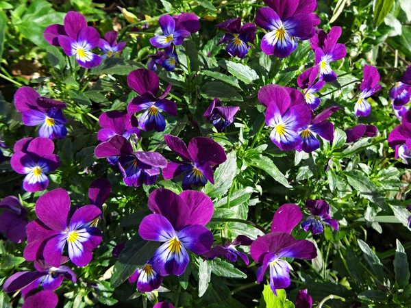 Violet Flowers Blooming Garden — Stock Photo, Image