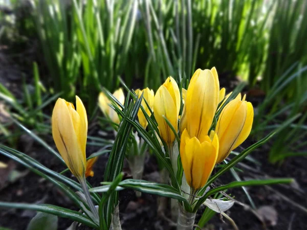 Первые Весенние Цветы Желтые Крокусы Фоне Зеленой Зелени Саду — стоковое фото