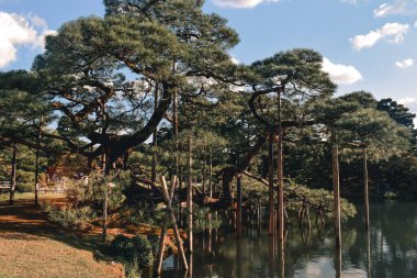 Kanazawa Japonya 'daki Kenrokuen Japon bahçesinde güzel ağaçlar.