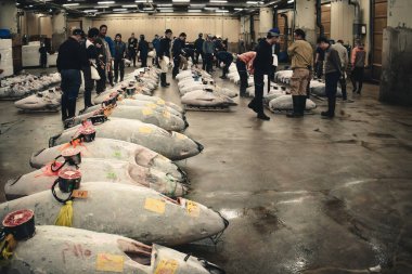 Japonya 'daki balık pazarında açık artırmaya hazır donmuş ton balığı.