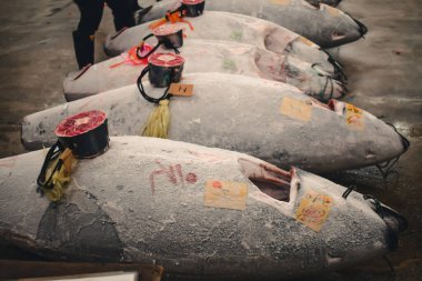 Donmuş tunalar Tokyo 'daki bir ton balığı müzayedesinde incelenmeye hazır.