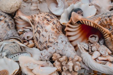 Çeşitli boyutlarda eşsiz deniz kabukları koleksiyonu.