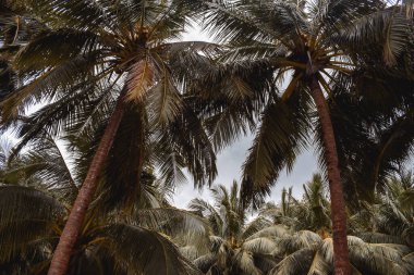 El Nido Palawan, Filipinler 'deki cennet adasının tepesindeki güzel palmiye ağaçları.