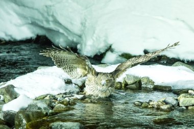 Blakiston balık baykuşu, soğuk su deresinde balık avlanması, Hokkaido'nun eşsiz doğal güzelliği, Japonya, Asya'da kuş macerası, kış sahnesinde büyük balıkçı kuşu, yaban hayatı, nesli tükenmekte olan türler