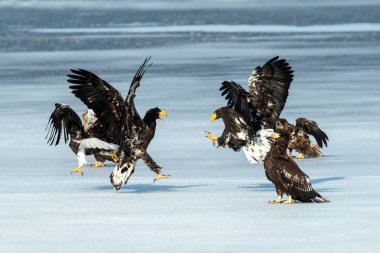 Steller 'in deniz kartalları ve beyaz kuyruklu kartallar donmuş gölde, Hokkaido, Japonya' da, büyük pençeleri ve gagaları olan görkemli deniz yırtıcıları, doğadan gelen vahşi yaşam sahnesi, kuş macerası